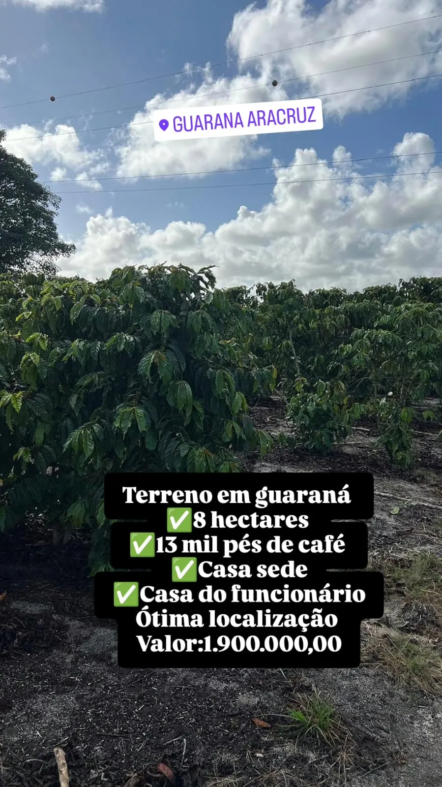 Fazenda de café em Guaraná